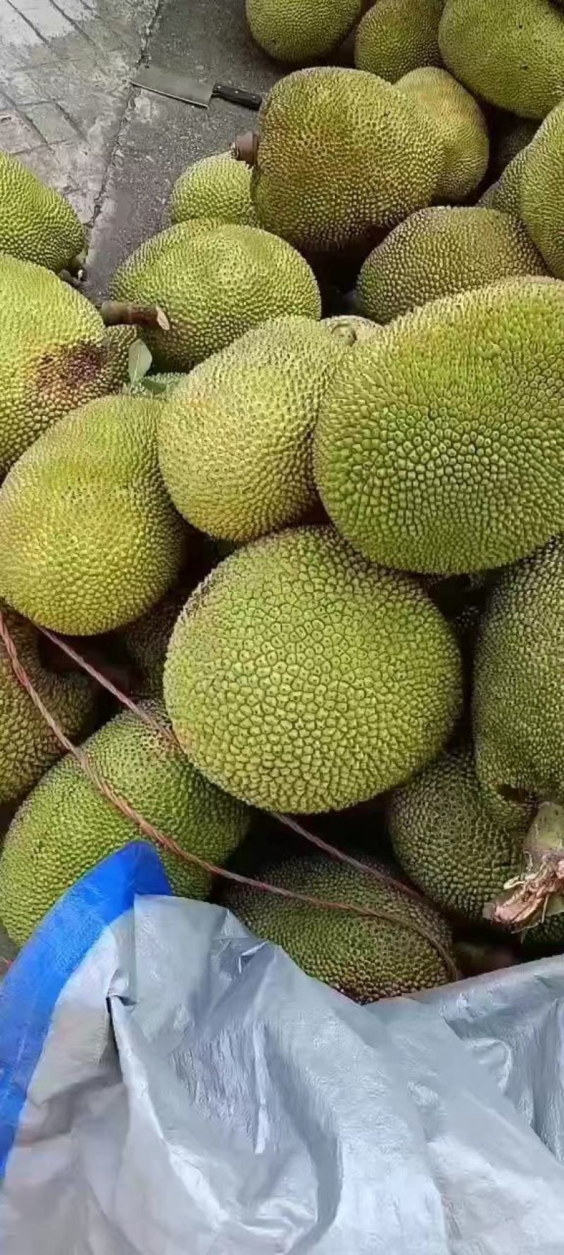 菠萝蜜产地直发，广东菠萝蜜，价格优惠，欢迎电联采购