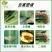 宝剑先正达阿维菌素氯虫苯甲果树甘蓝水稻菜蛾食心虫