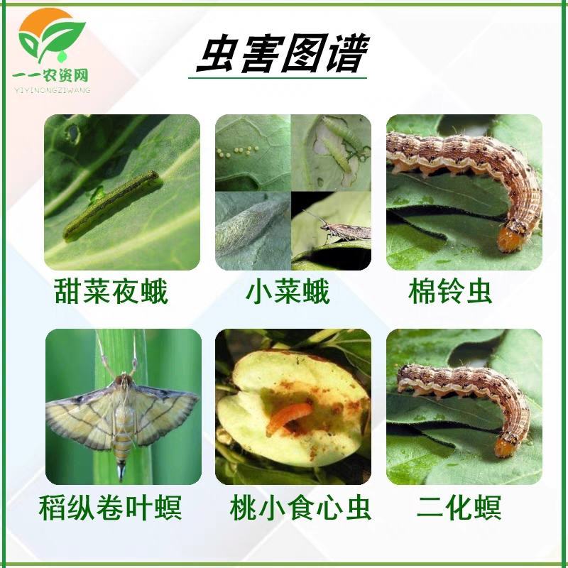 宝剑先正达阿维菌素氯虫苯甲果树甘蓝水稻菜蛾食心虫