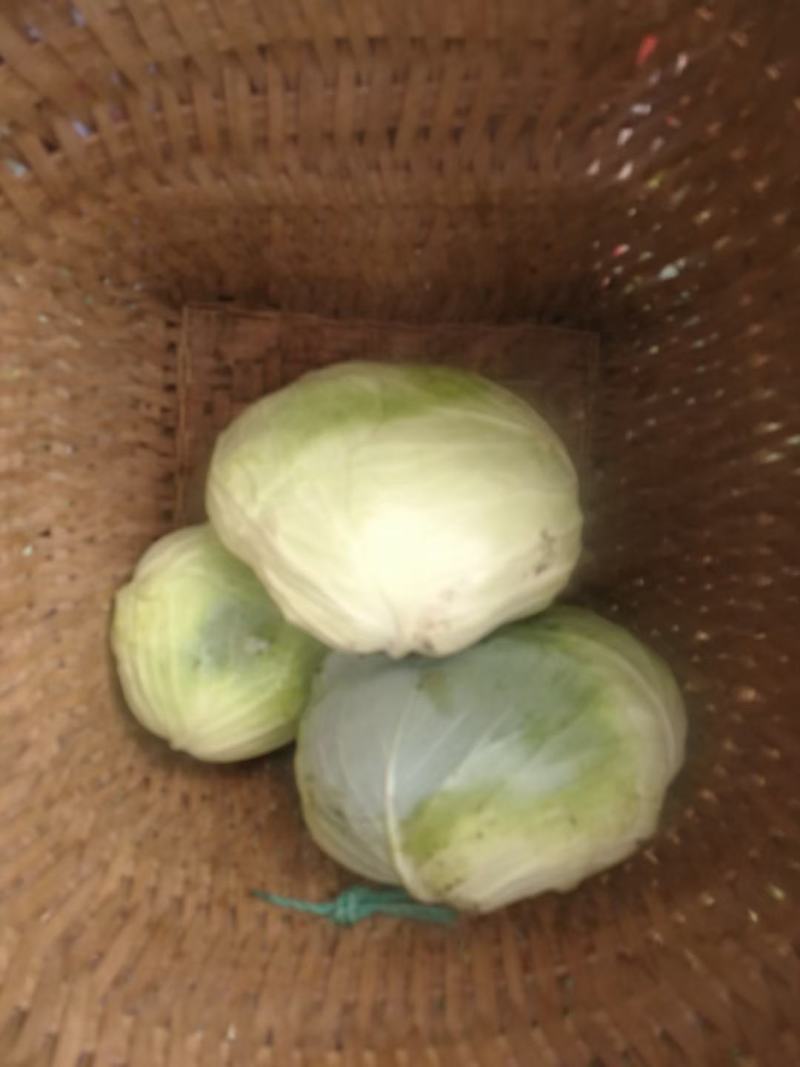 包菜清地货