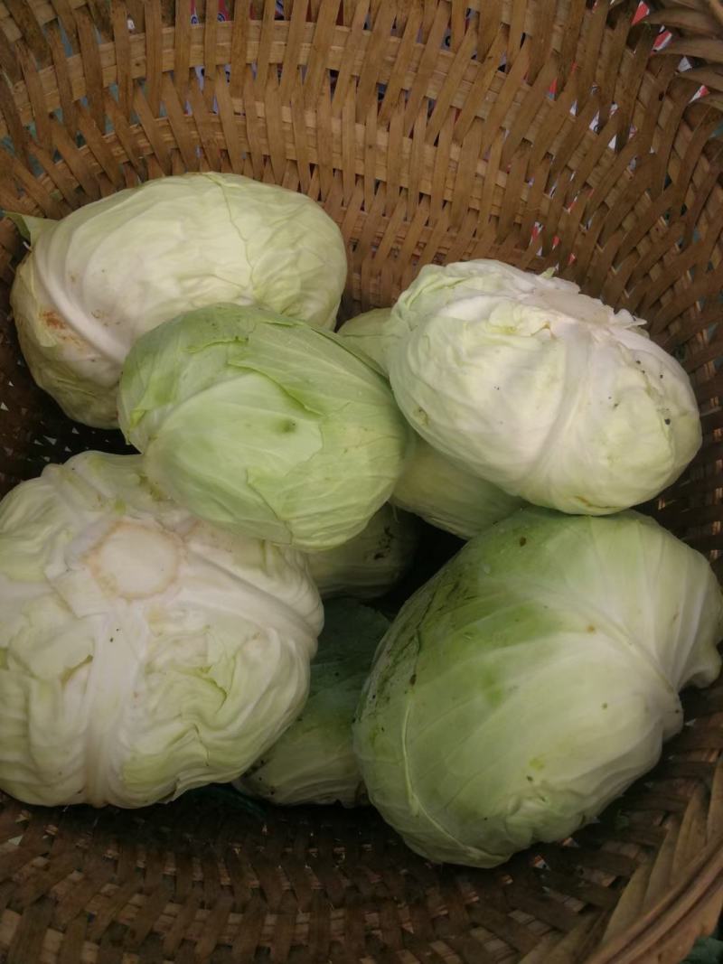 包菜清地货