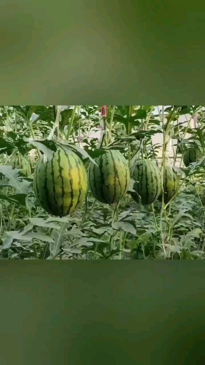 东北掉瓜大量上市