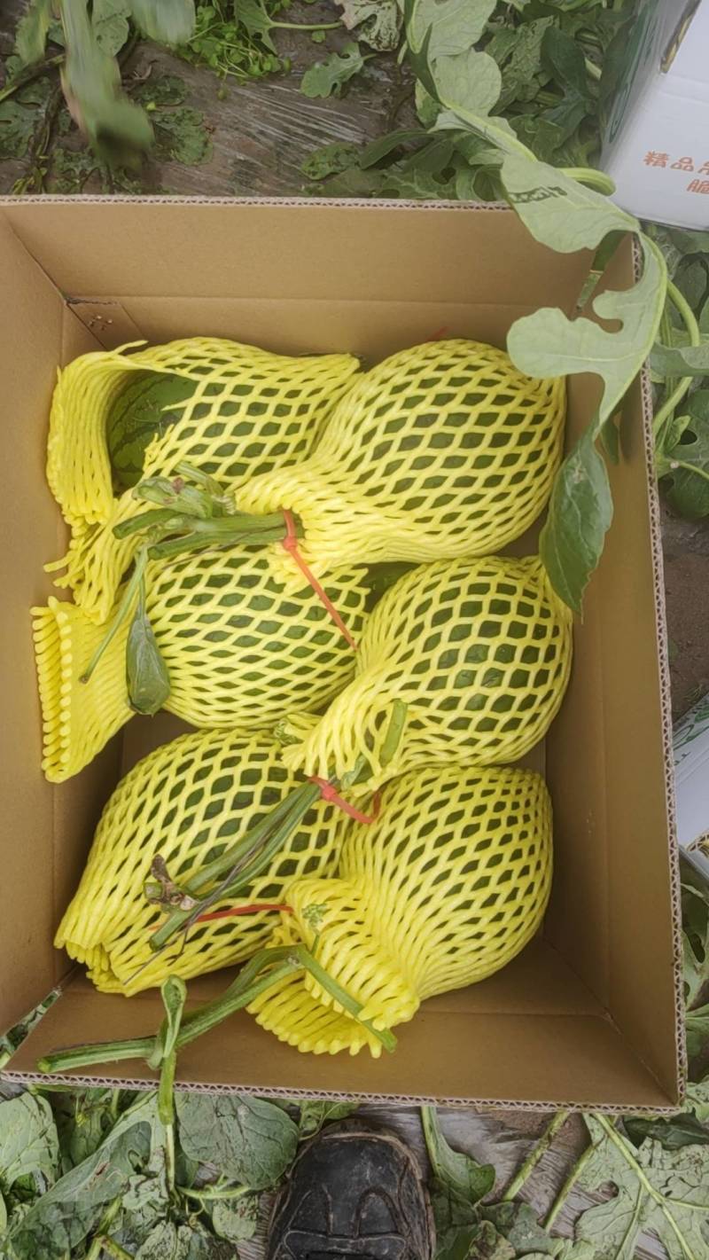 东北掉瓜大量上市