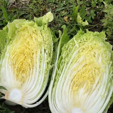 黄心大白菜