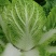 黄心大白菜