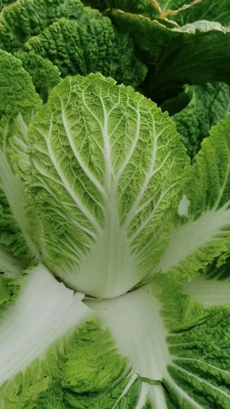 黄心大白菜