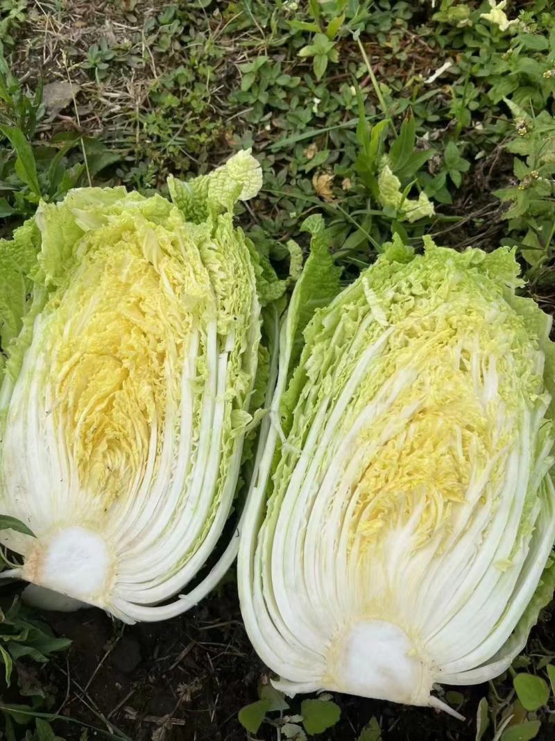 黄心大白菜