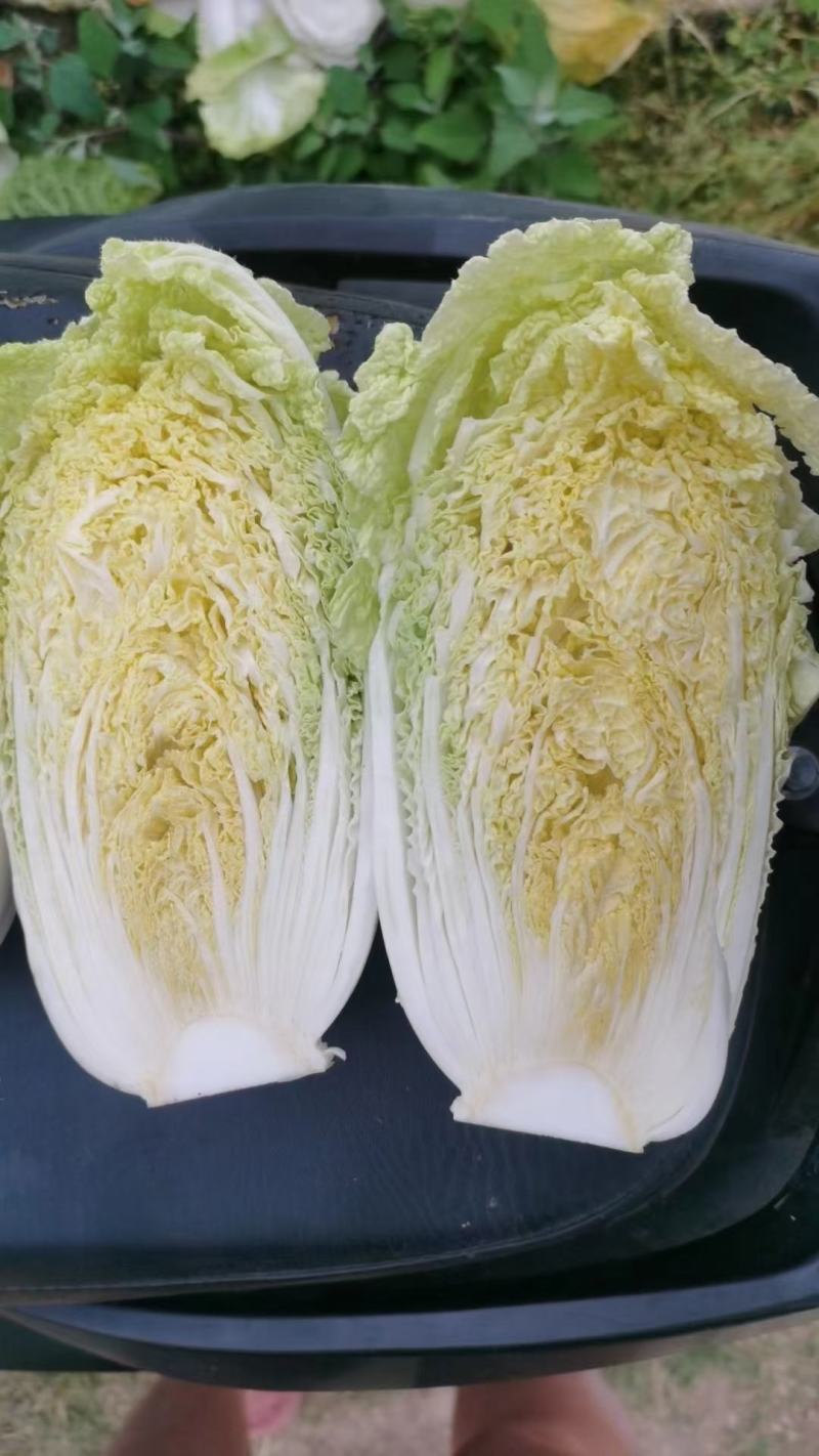 黄心大白菜