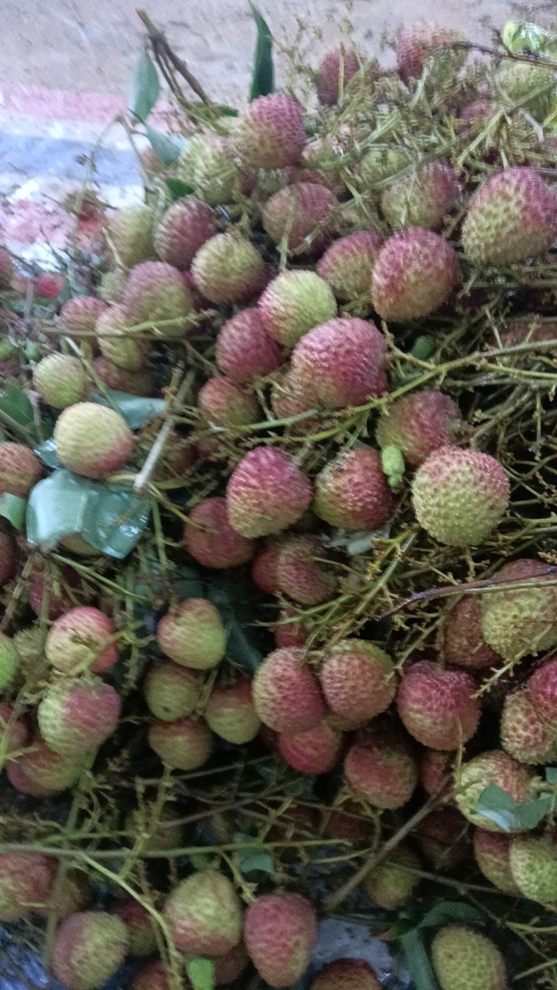 【牛商推荐】荔枝妃子笑大量有货，欢迎各地老板来电咨询订购