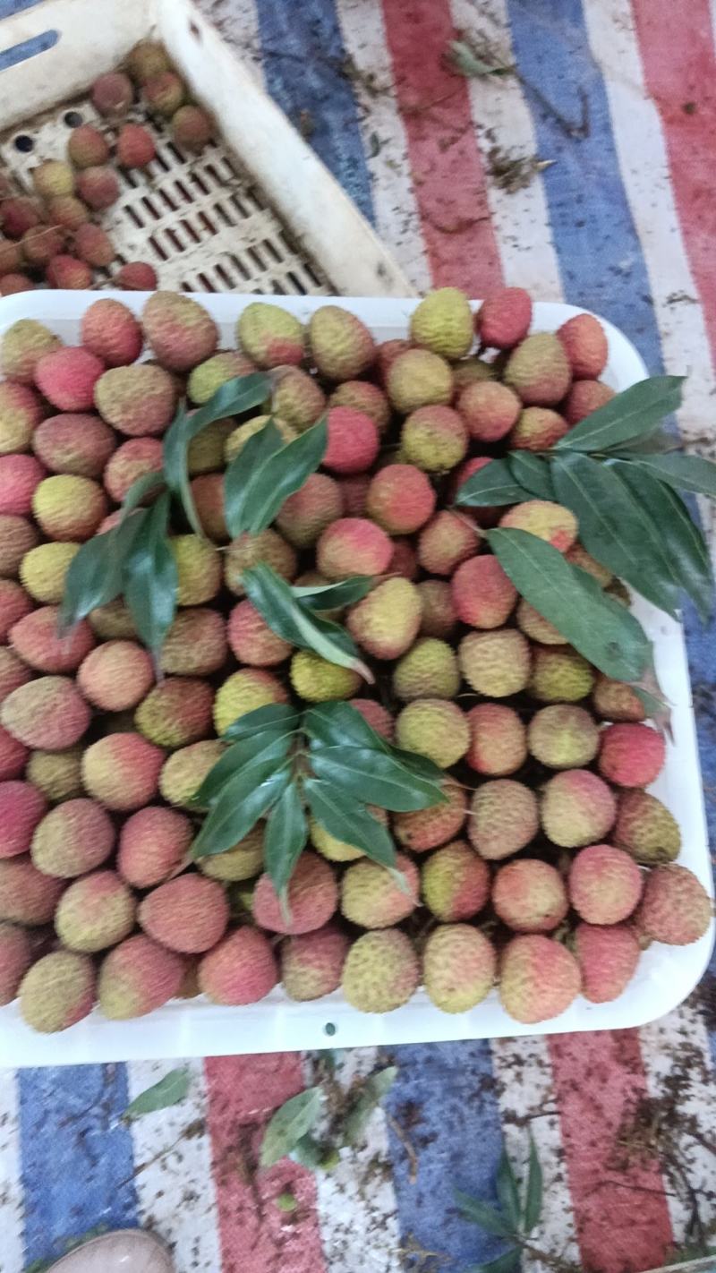 【牛商推荐】荔枝妃子笑大量有货，欢迎各地老板来电咨询订购