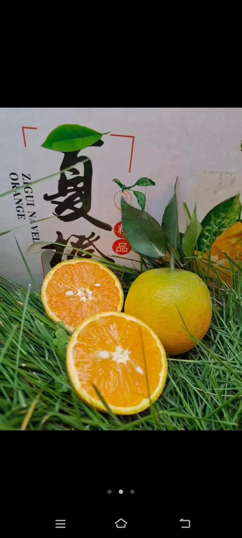 夏橙，60起步大量供应一级果二级果夏橙海拔低口感甜