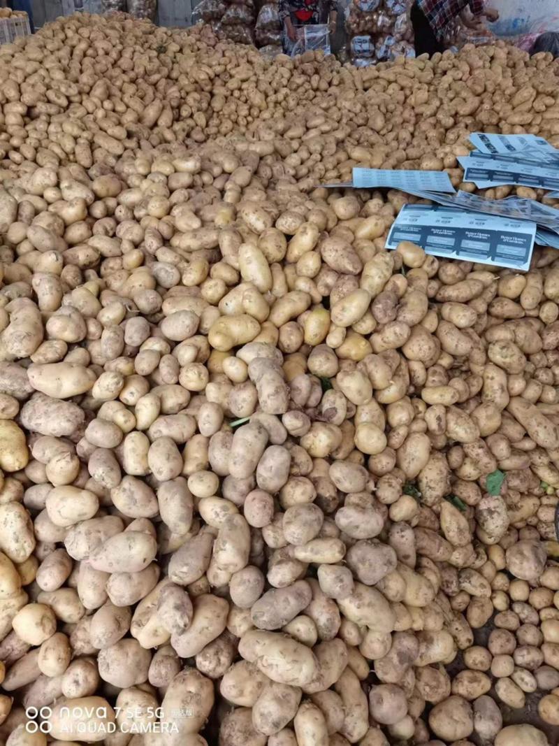 土豆山东优质黄心土豆，量大价优，支持全国发货承接电商团