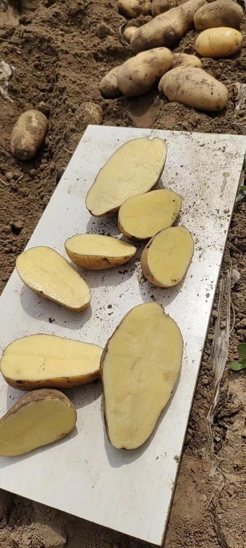 土豆山东优质黄心土豆，量大价优，支持全国发货承接电商团