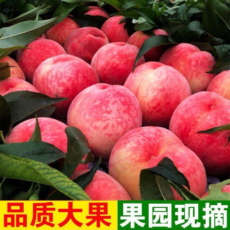 湖北红冠，春雪，美佳，红不软毛桃产地一手货源大量供应中！