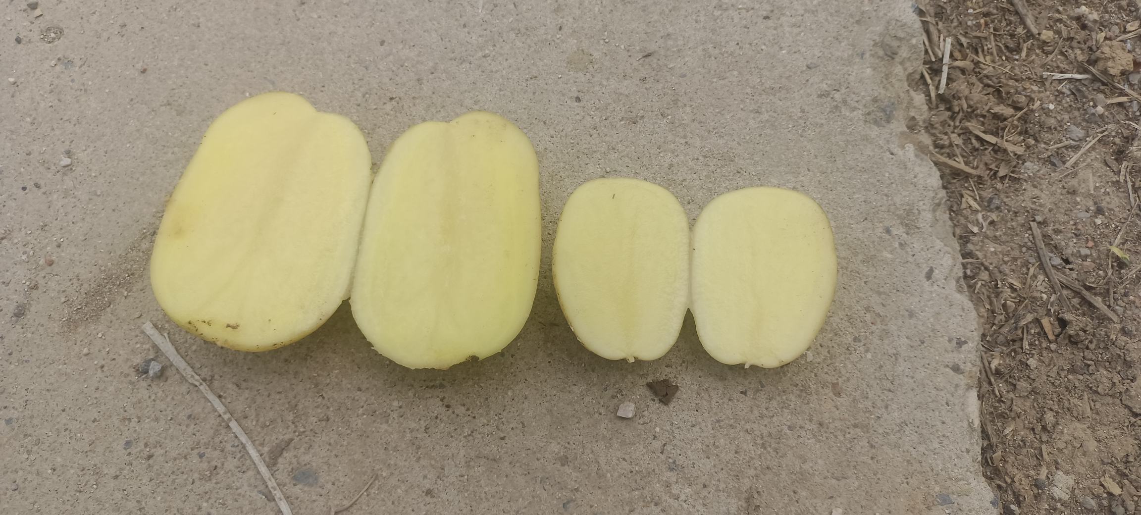 四季豆与土豆清洗切配过程