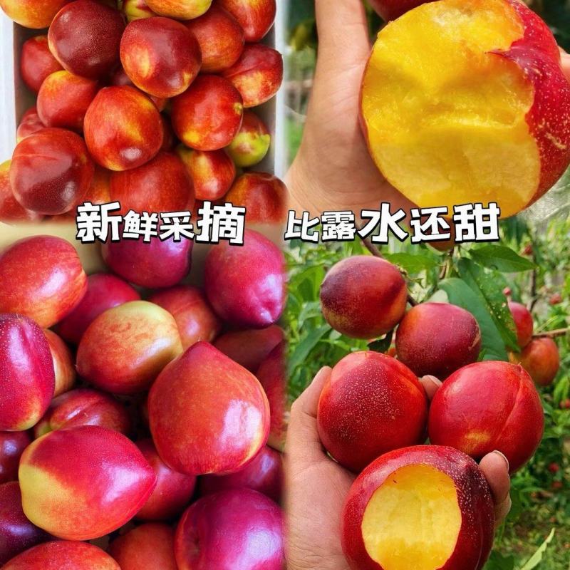 湖北油桃大量上市中，个头均匀颜色红，口感脆甜！