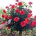 棒棒糖树桩月季造型基发大花朵苗嫁接玫瑰阳台庭院四季开花