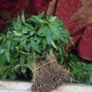 青花椒小苗