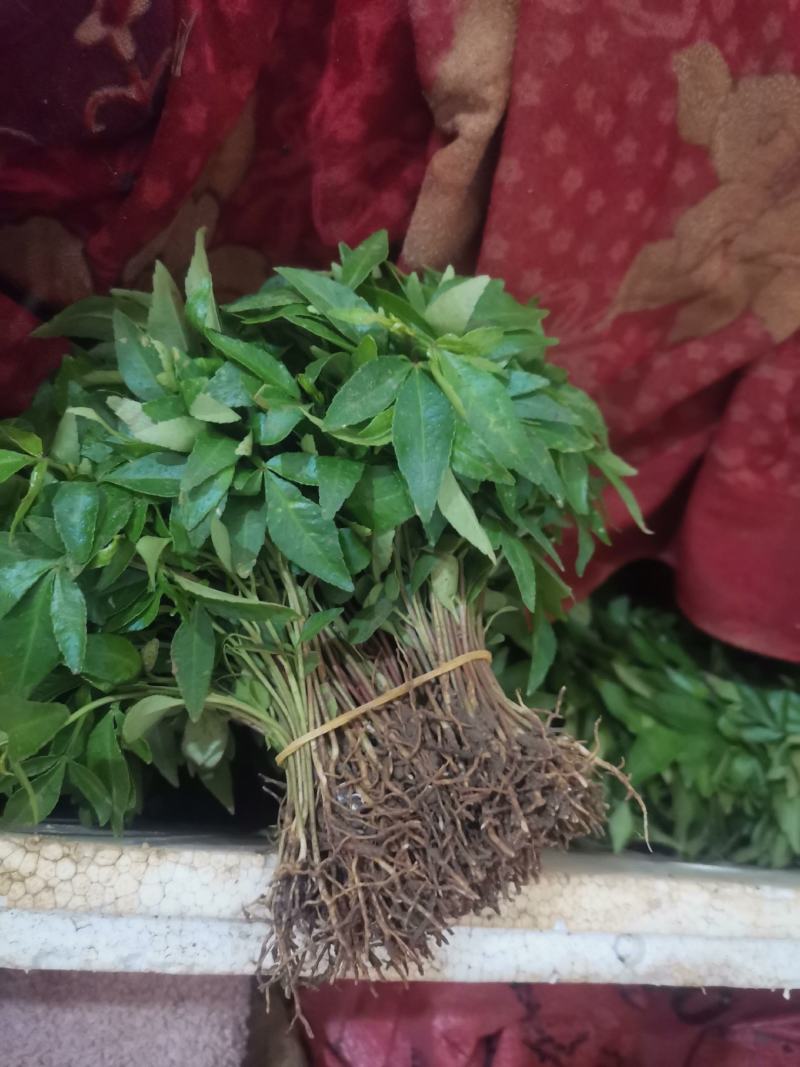 青花椒小苗