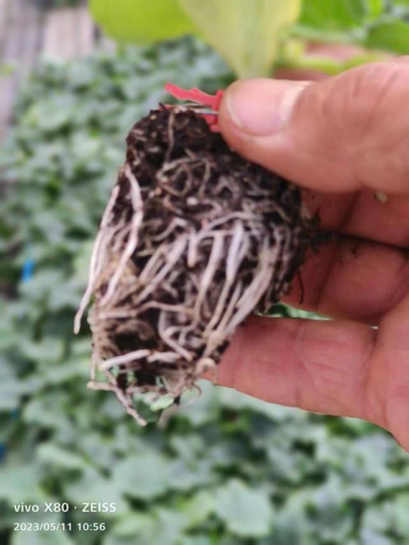 [推荐]冬瓜苗冬香童香品种全长势好抗涝抗旱产量高