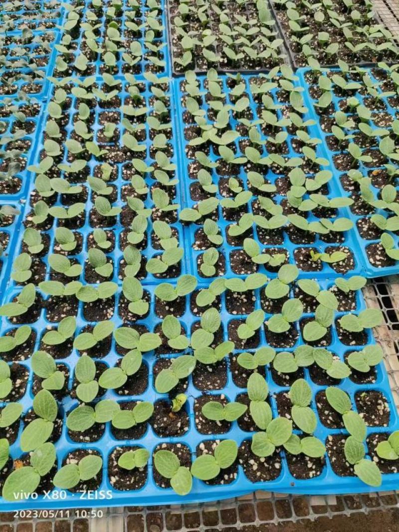 [推荐]冬瓜苗冬香童香品种全长势好抗涝抗旱产量高