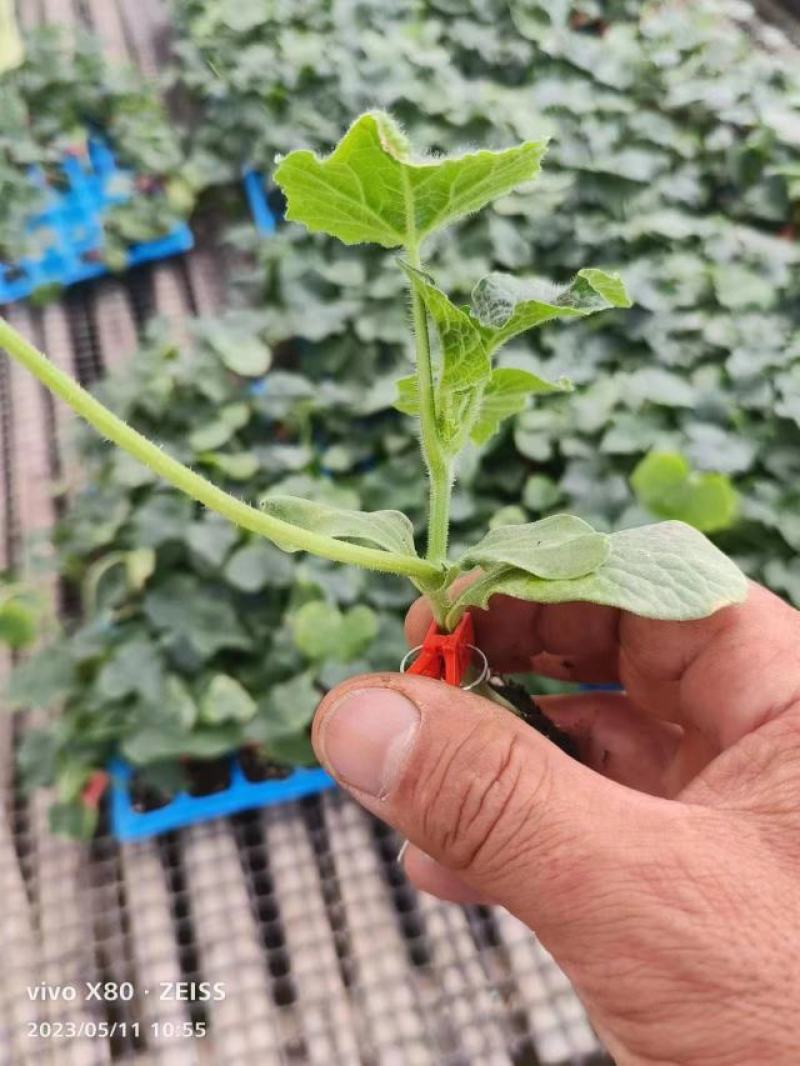 [推荐]冬瓜苗冬香童香品种全长势好抗涝抗旱产量高