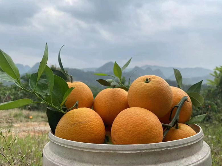 新鲜夏橙特写图