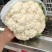 河北省秦皇岛市昌黎县有机花菜大量上市中，质量好，价格低！