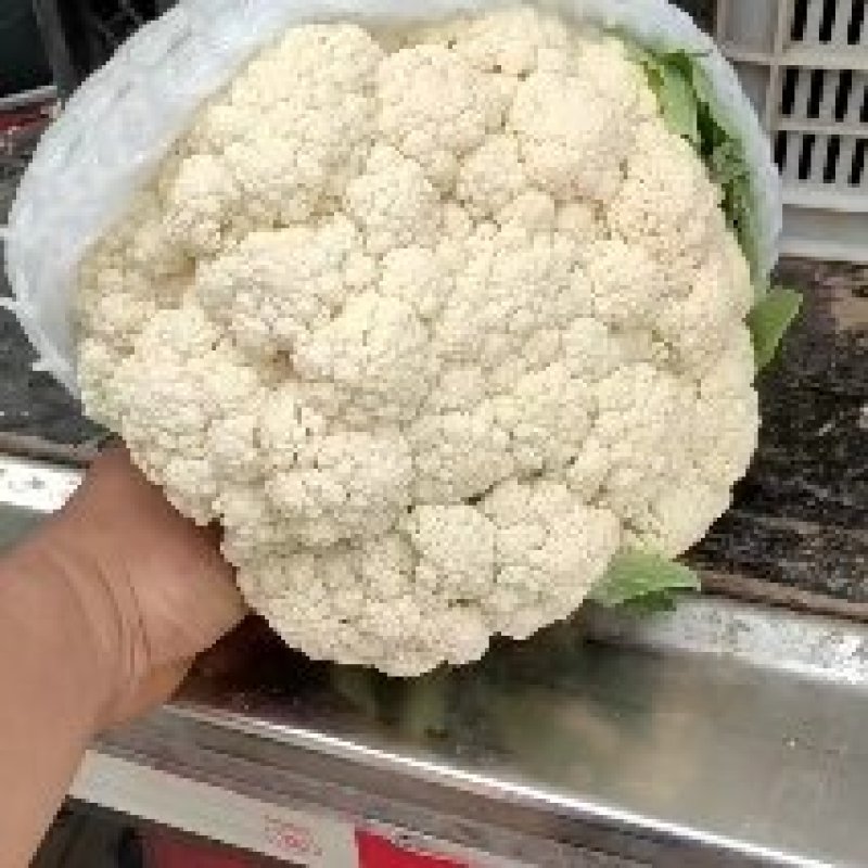 河北省秦皇岛市昌黎县有机花菜大量上市中，质量好，价格低！