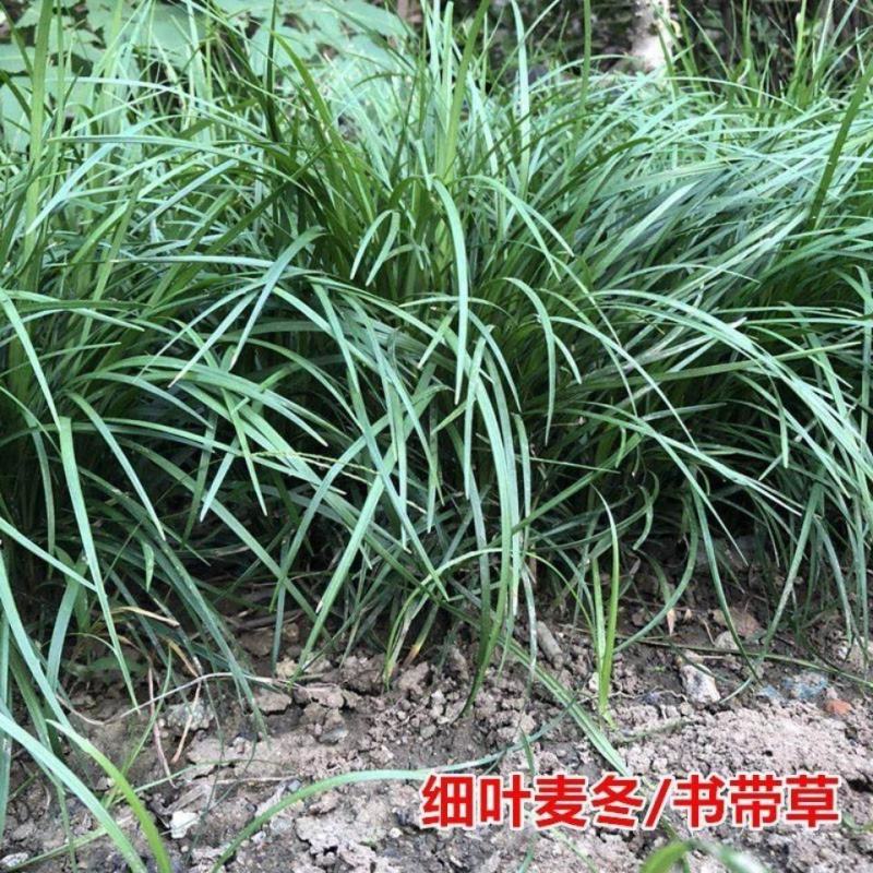 细叶麦冬草玉龙草庭院绿化四季常青沿阶草耐寒耐阴中叶麦工程