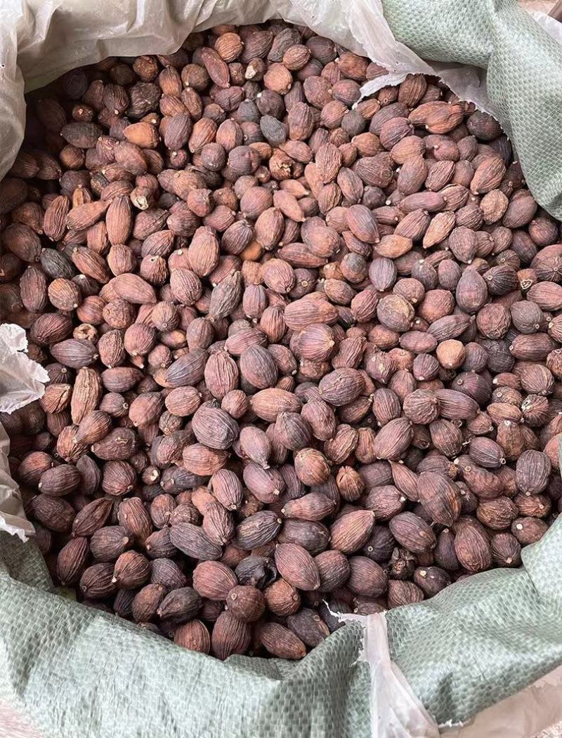 【剪把草果】精选云南草果剪杆草果颗粒饱满味道浓郁包邮