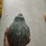 个头均匀，粉糯香甜。香芋味浓厚老度识中
