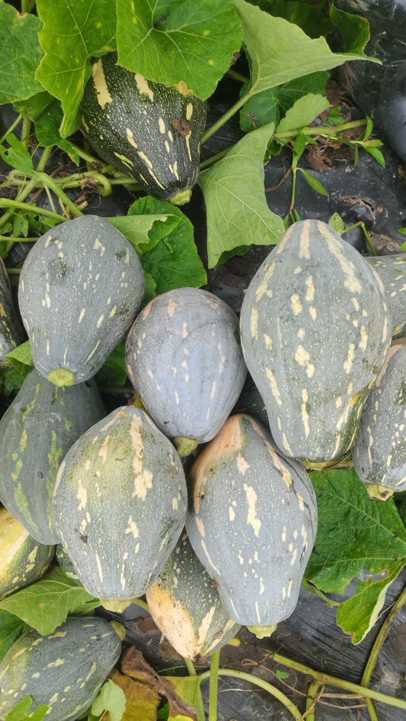 个头均匀，粉糯香甜。香芋味浓厚老度识中
