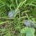 个头均匀，粉糯香甜。香芋味浓厚老度识中