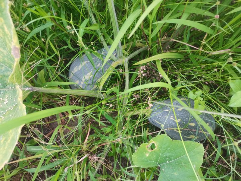 个头均匀，粉糯香甜。香芋味浓厚老度识中