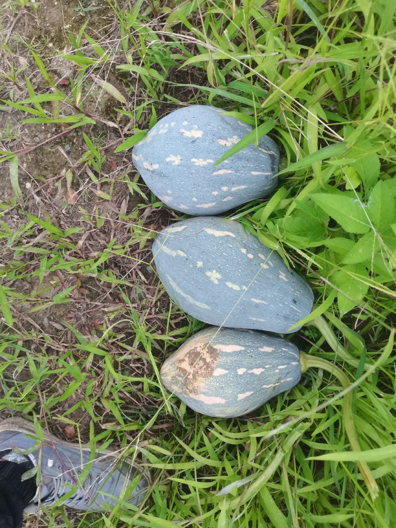 个头均匀，粉糯香甜。香芋味浓厚老度识中