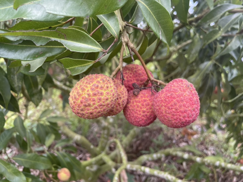 凤山红灯笼荔枝果实特写