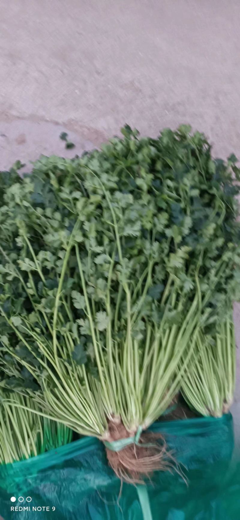 【预售】香菜小叶香菜产地一手货源量大从优欢迎采购