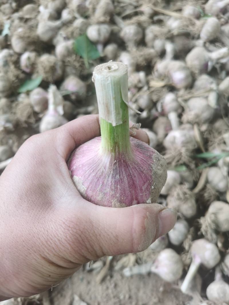鲜蒜