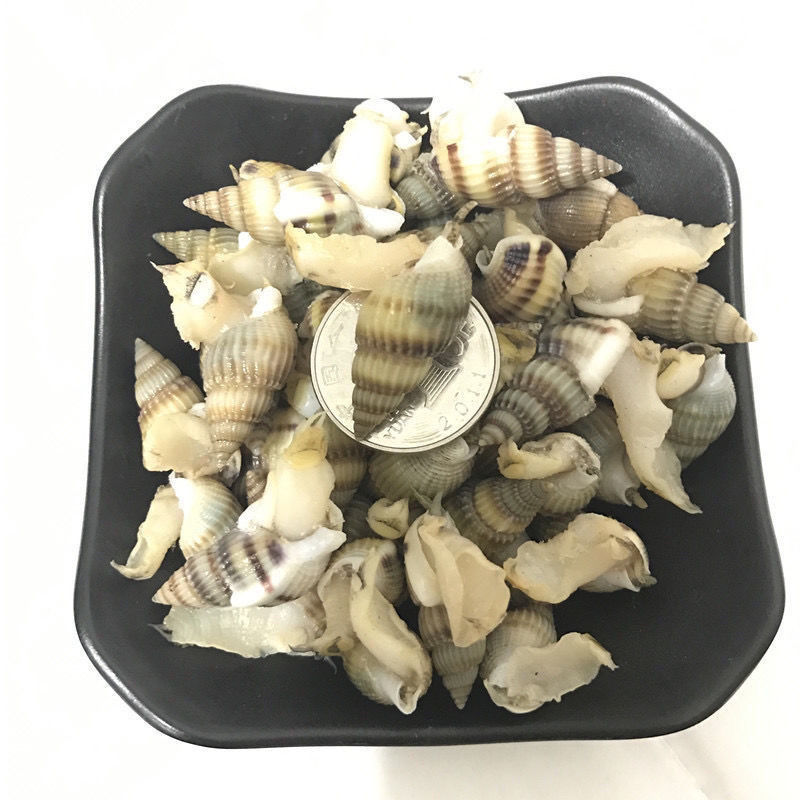 鲜活速冻海瓜子海螺丝新鲜钉螺冷冻海锥捞汁烧烤夜宵海鲜批发