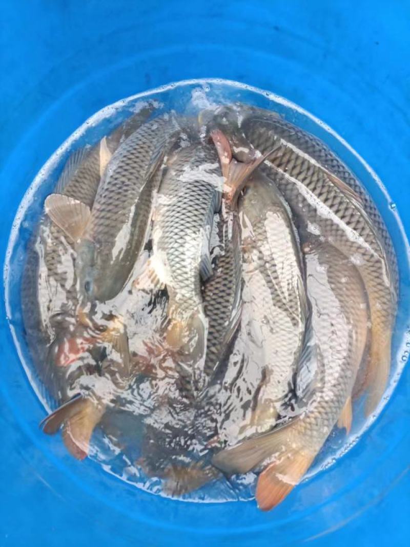 四川基地合作社批发山泉流水养殖放钓食用鲜活红尾大鲤鱼烤鱼