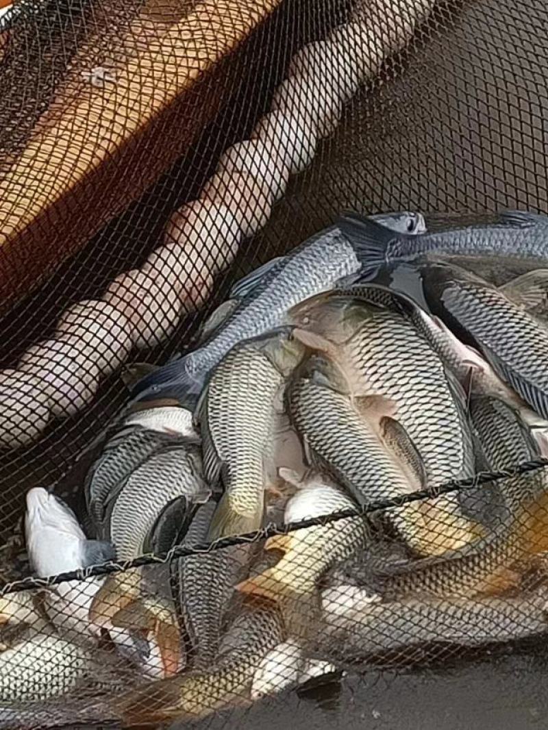 四川基地合作社批发山泉流水养殖放钓食用鲜活红尾大鲤鱼烤鱼