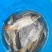 四川基地合作社批发山泉流水养殖放钓食用鲜活红尾大鲤鱼烤鱼
