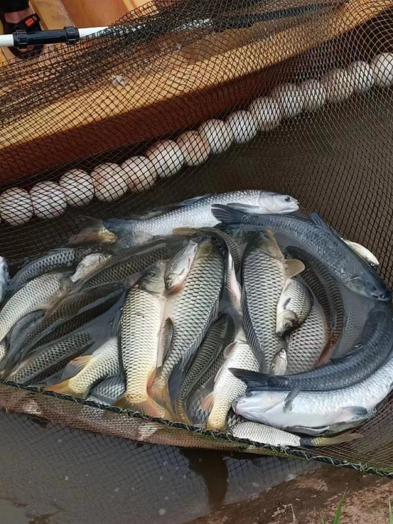基地农场合作社直接批发优质鲜活餐馆食用放垂钓大草鱼