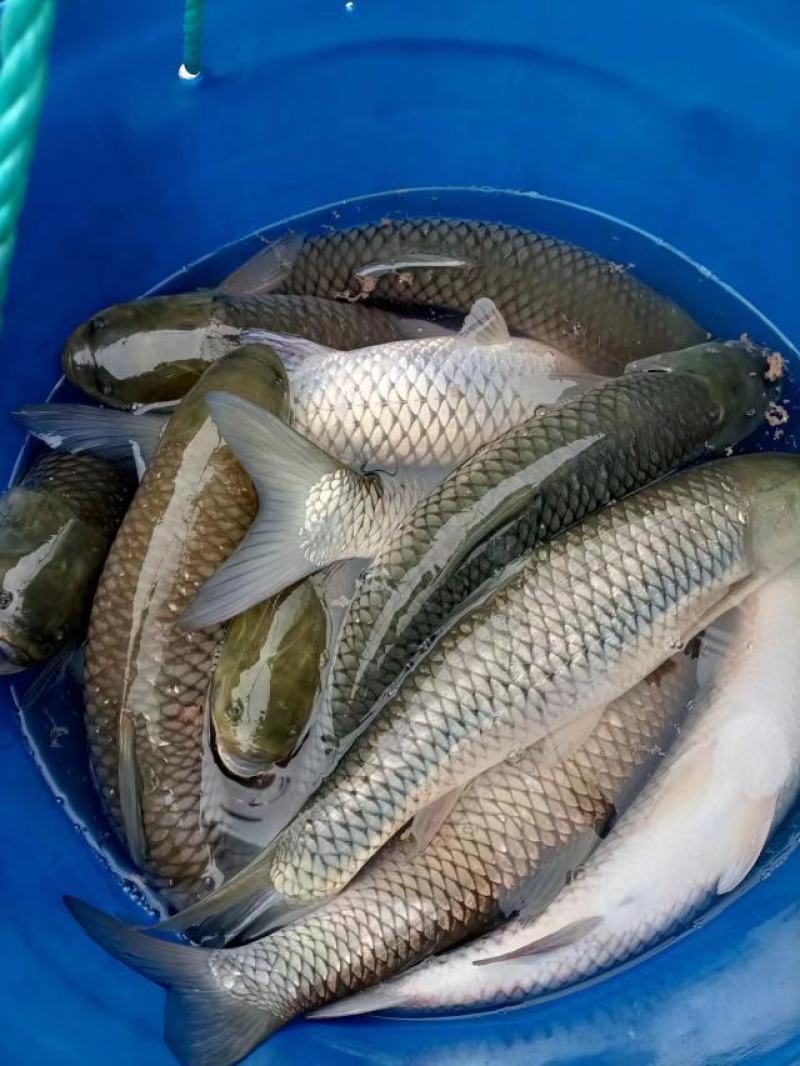 基地农场合作社直接批发优质鲜活餐馆食用放垂钓大草鱼