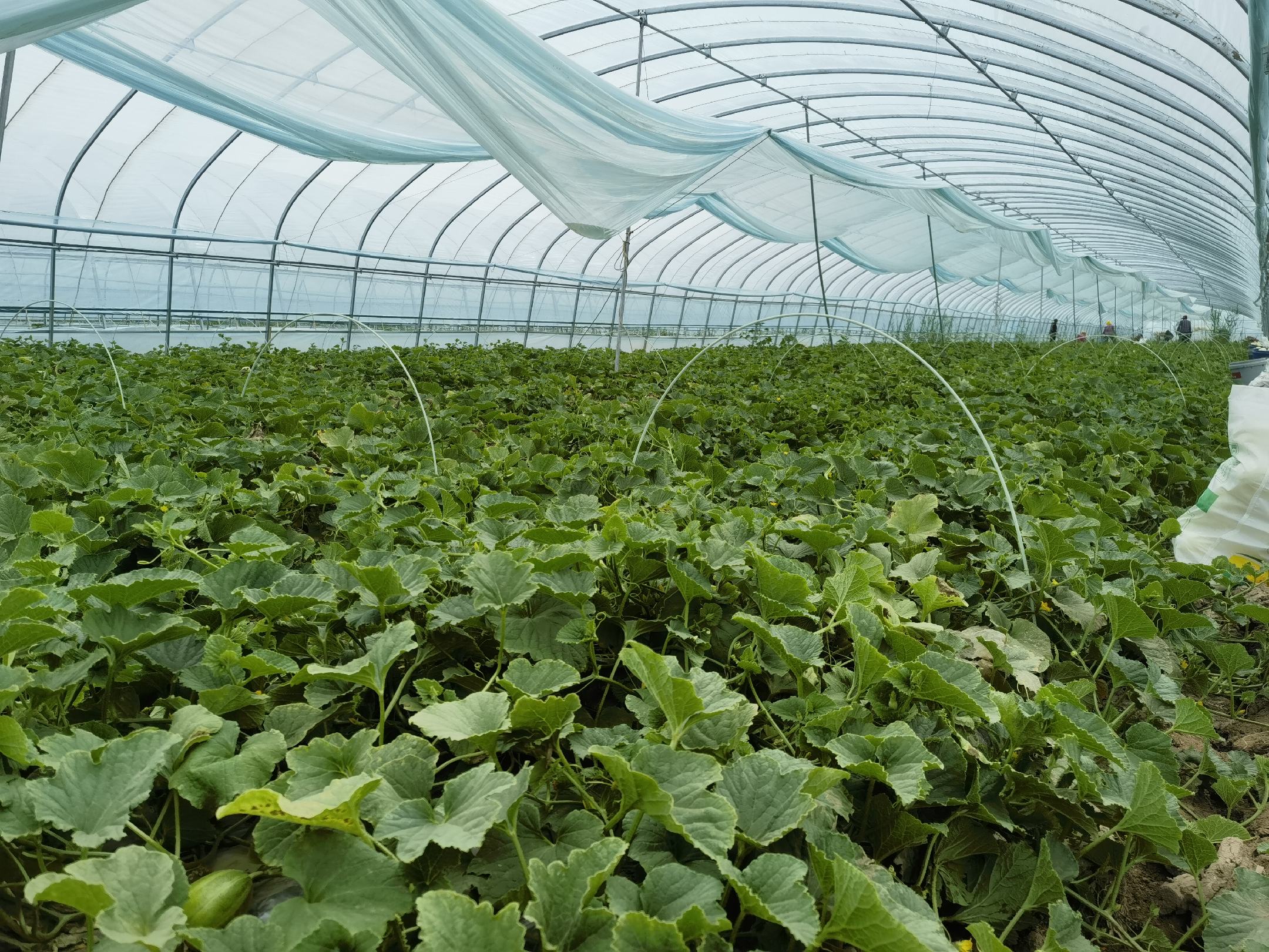 现代化温室中整齐排列的冰糖绿宝香瓜植株,绿意盎然,果实挂满藤蔓 冰糖绿宝香瓜种植基地