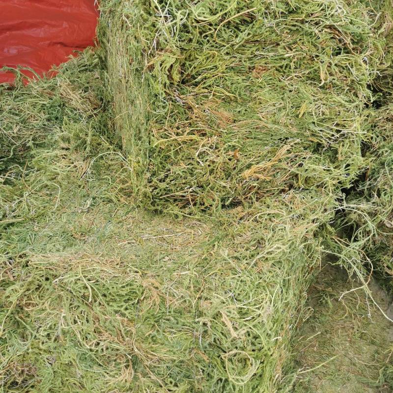 伸筋草中药材色青干货大货5吨欢迎电话咨询