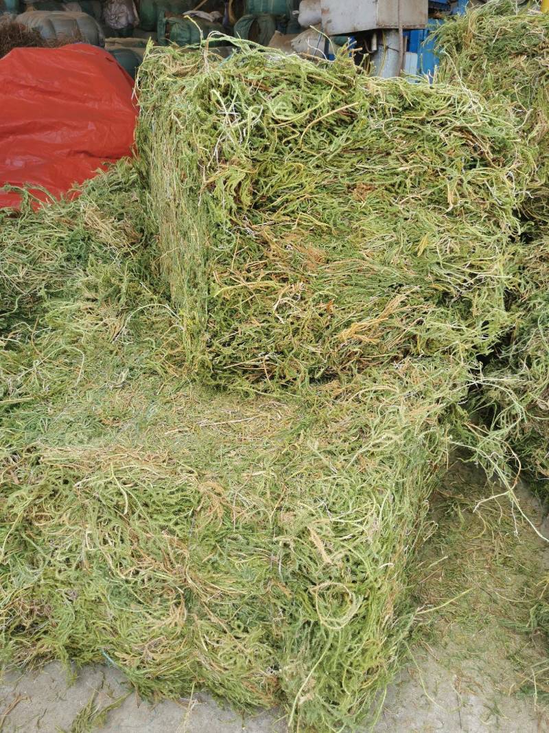 伸筋草中药材色青干货大货5吨欢迎电话咨询