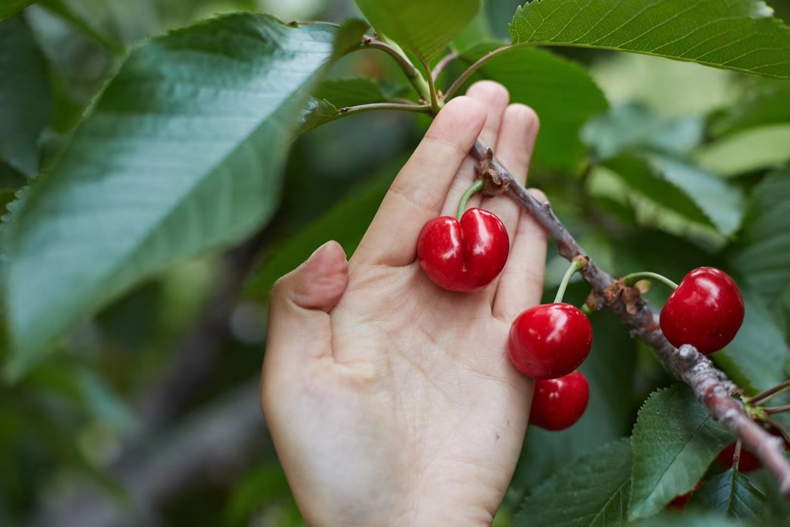新鲜红色樱桃在阳光下闪耀,背景为绿叶 樱桃特写