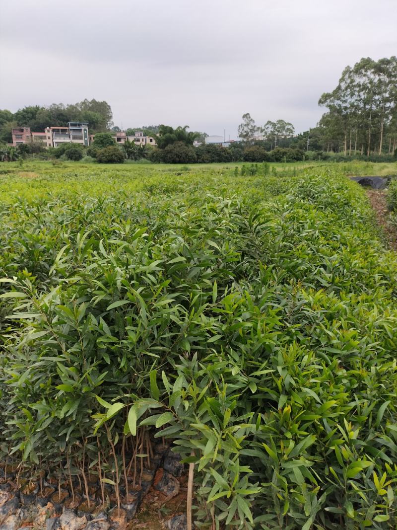 台湾相思袋苗